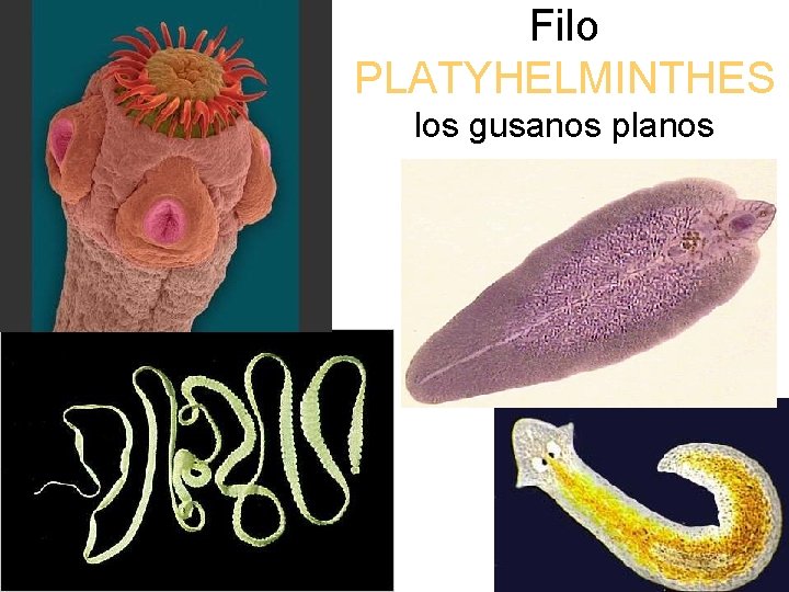 Filo PLATYHELMINTHES los gusanos planos 38 