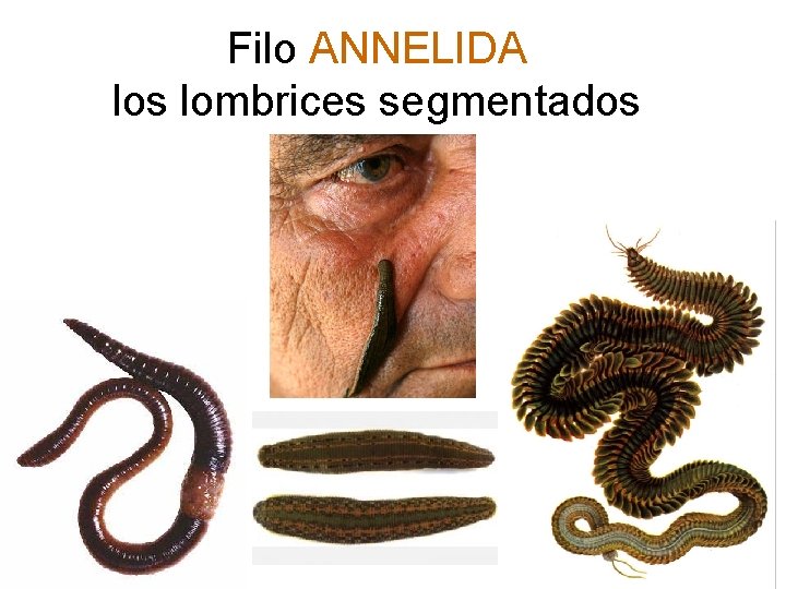 Filo ANNELIDA los lombrices segmentados 39 