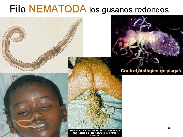 Filo NEMATODA los gusanos redondos Control biológico de plagas 41 