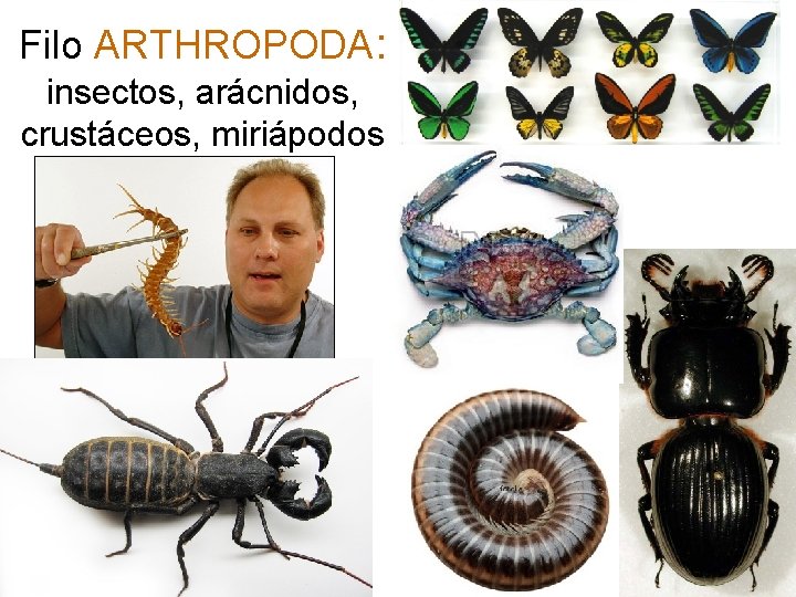 Filo ARTHROPODA: insectos, arácnidos, crustáceos, miriápodos 42 