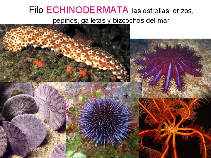 Filo ECHINODERMATA las estrellas, erizos, pepinos, galletas y bizcochos del mar 43 