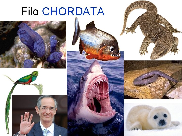 Filo CHORDATA 44 