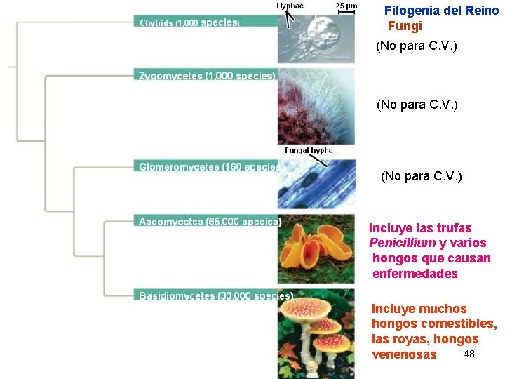 Filogenia del Reino Fungi (No para C. V. ) Incluye las trufas Penicillium y