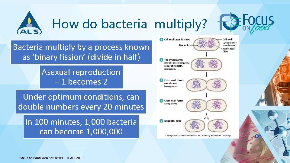 How do bacteria multiply? Bacteria multiply by a process known as ‘binary fission’ (divide