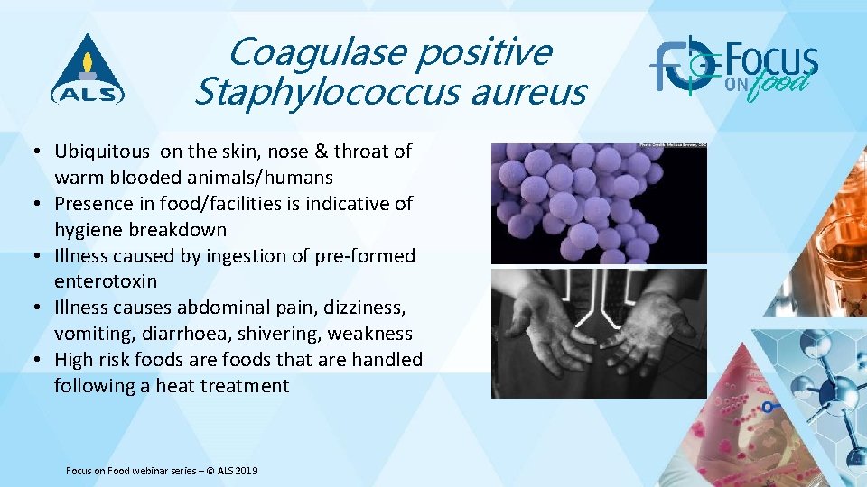 Coagulase positive Staphylococcus aureus • Ubiquitous on the skin, nose & throat of warm