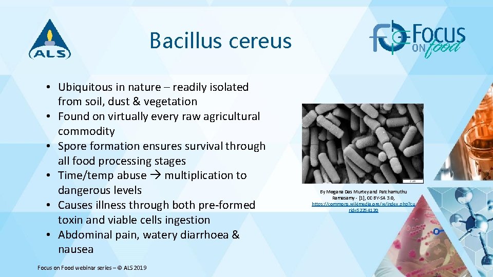 Bacillus cereus • Ubiquitous in nature – readily isolated from soil, dust & vegetation