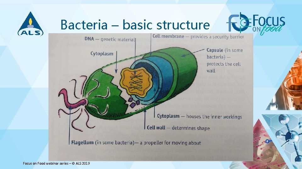 Bacteria – basic structure Focus on Food webinar series – © ALS 2019 