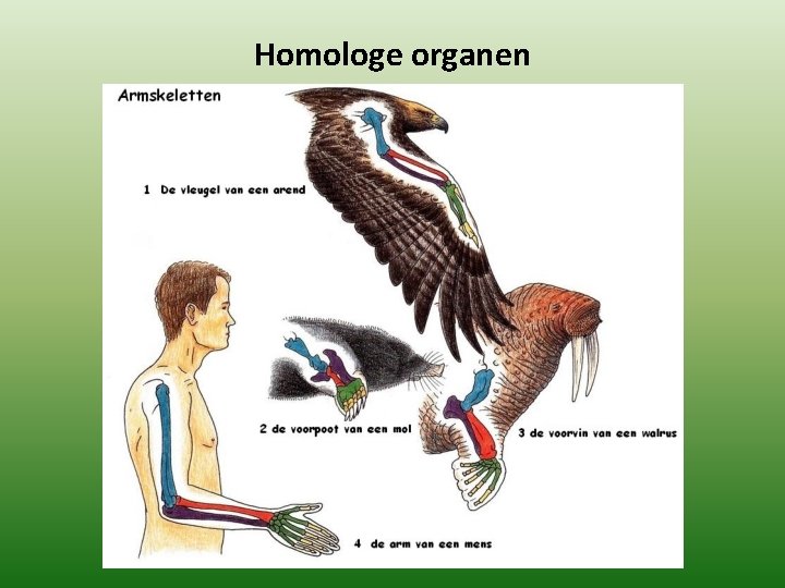 Homologe organen 