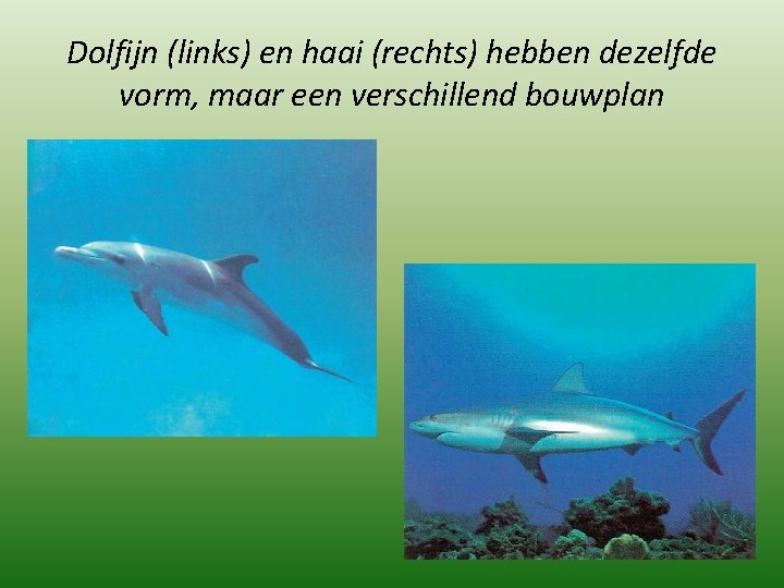 Dolfijn (links) en haai (rechts) hebben dezelfde vorm, maar een verschillend bouwplan 