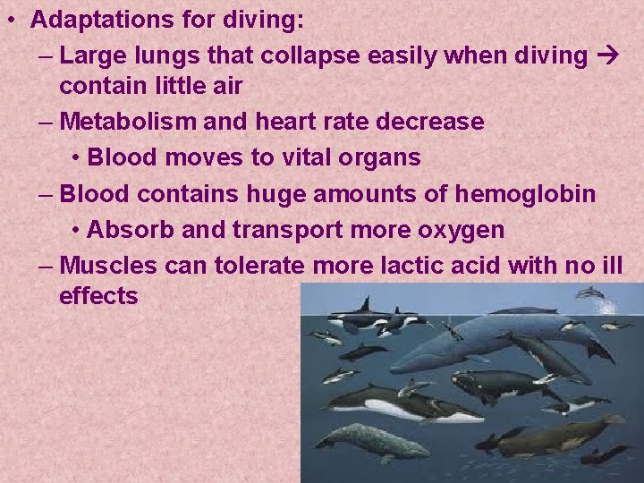 Chapter 12 Marine Mammals Introduction Insulating body covering