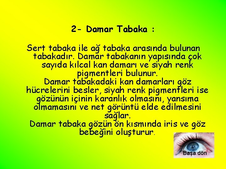 2 - Damar Tabaka : Sert tabaka ile ağ tabaka arasında bulunan tabakadır. Damar