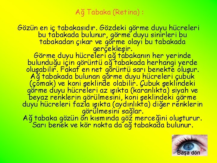 Ağ Tabaka (Retina) : Gözün en iç tabakasıdır. Gözdeki görme duyu hücreleri bu tabakada