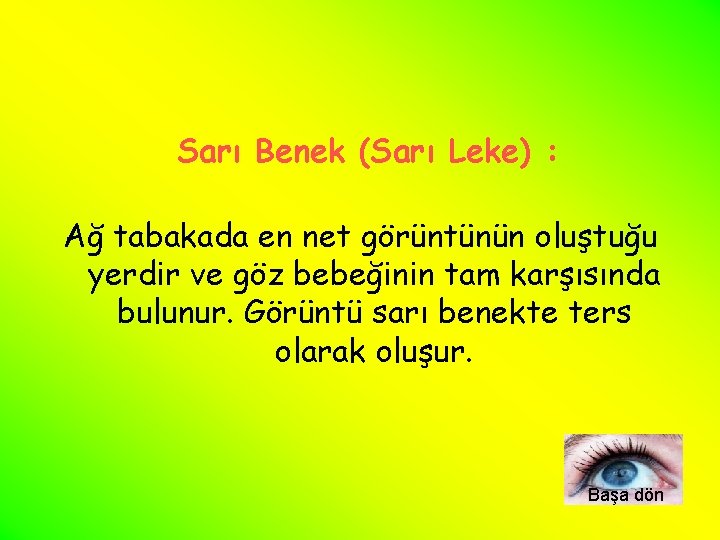 Sarı Benek (Sarı Leke) : Ağ tabakada en net görüntünün oluştuğu yerdir ve göz