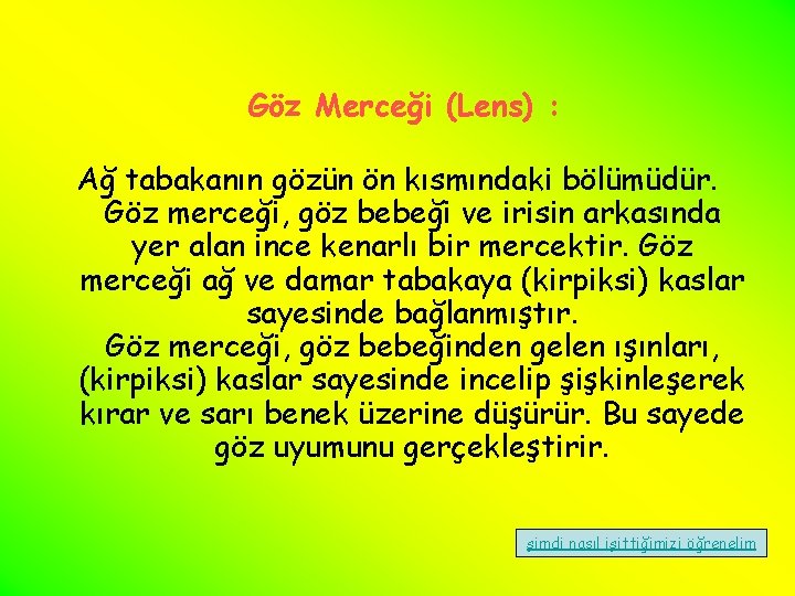 Göz Merceği (Lens) : Ağ tabakanın gözün ön kısmındaki bölümüdür. Göz merceği, göz bebeği