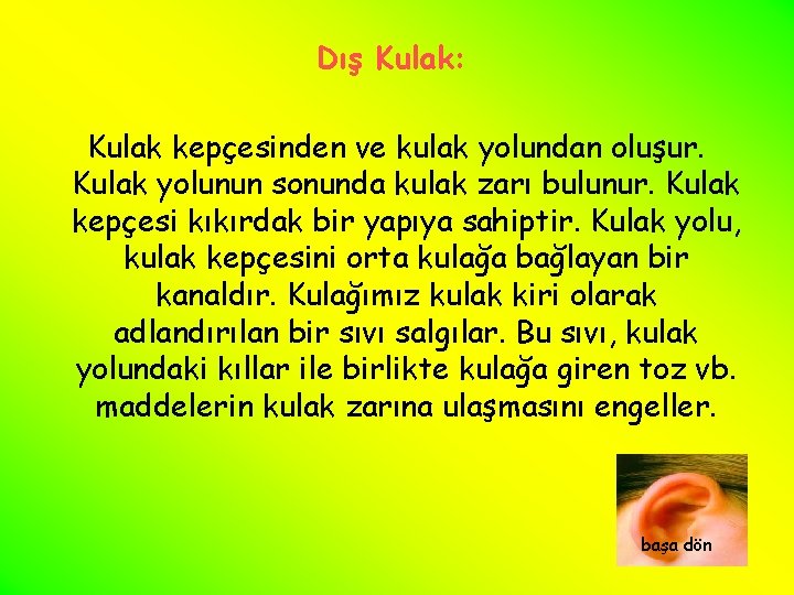 Dış Kulak: Kulak kepçesinden ve kulak yolundan oluşur. Kulak yolunun sonunda kulak zarı bulunur.