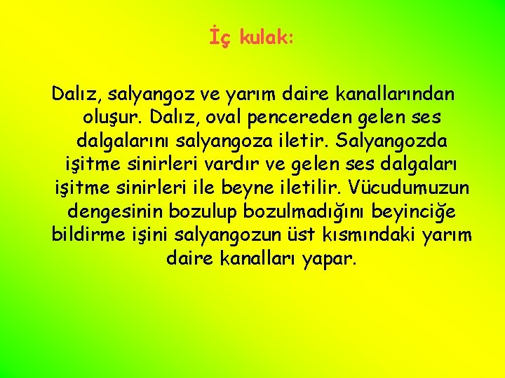 İç kulak: Dalız, salyangoz ve yarım daire kanallarından oluşur. Dalız, oval pencereden gelen ses