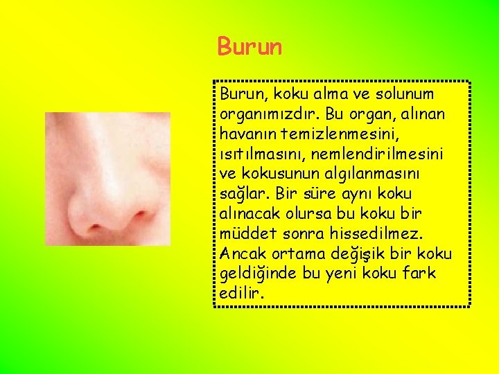 Burun, koku alma ve solunum organımızdır. Bu organ, alınan havanın temizlenmesini, ısıtılmasını, nemlendirilmesini ve