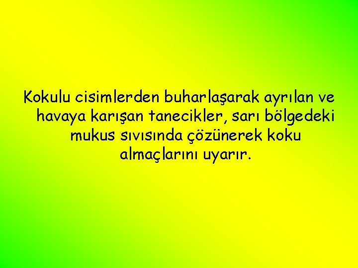 Kokulu cisimlerden buharlaşarak ayrılan ve havaya karışan tanecikler, sarı bölgedeki mukus sıvısında çözünerek koku