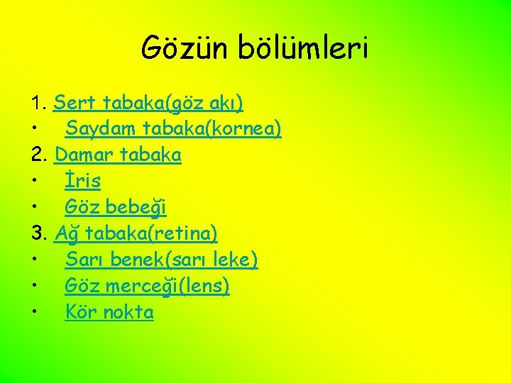 Gözün bölümleri 1. Sert tabaka(göz akı) • Saydam tabaka(kornea) 2. Damar tabaka • İris