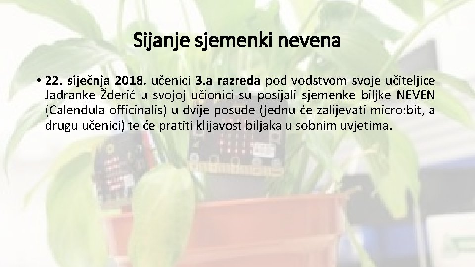 Sijanje sjemenki nevena • 22. siječnja 2018. učenici 3. a razreda pod vodstvom svoje