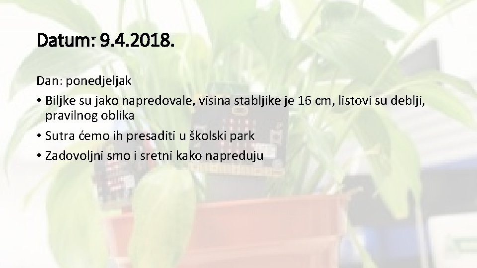 Datum: 9. 4. 2018. Dan: ponedjeljak • Biljke su jako napredovale, visina stabljike je