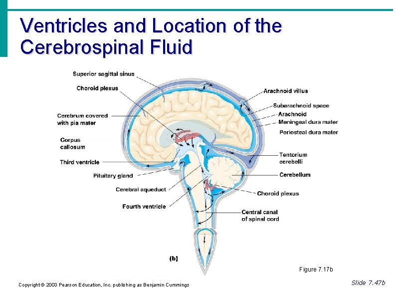 Ventricles and Location of the Cerebrospinal Fluid Figure 7. 17 b Copyright © 2003