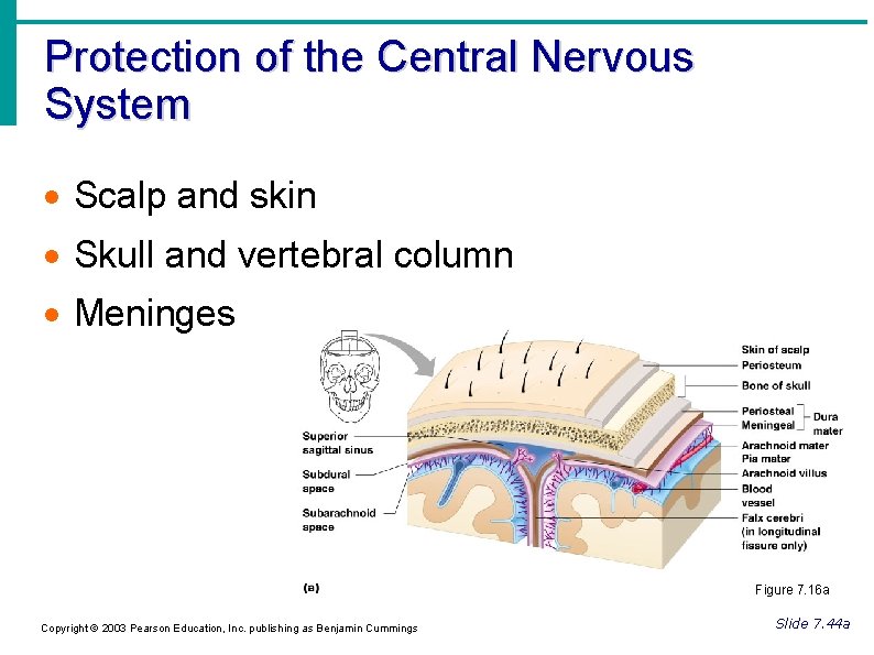 Protection of the Central Nervous System Scalp and skin Skull and vertebral column Meninges