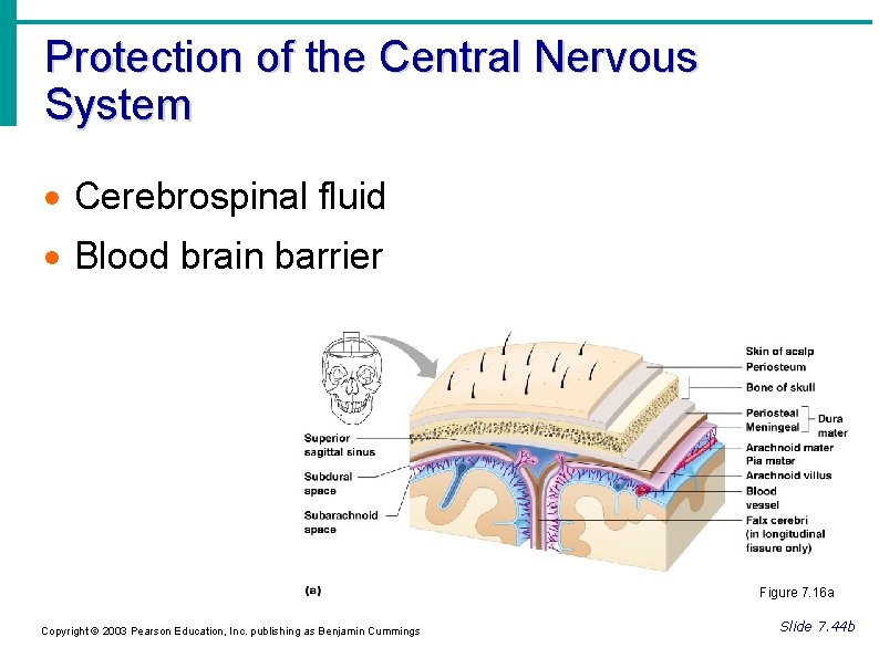 Protection of the Central Nervous System Cerebrospinal fluid Blood brain barrier Figure 7. 16