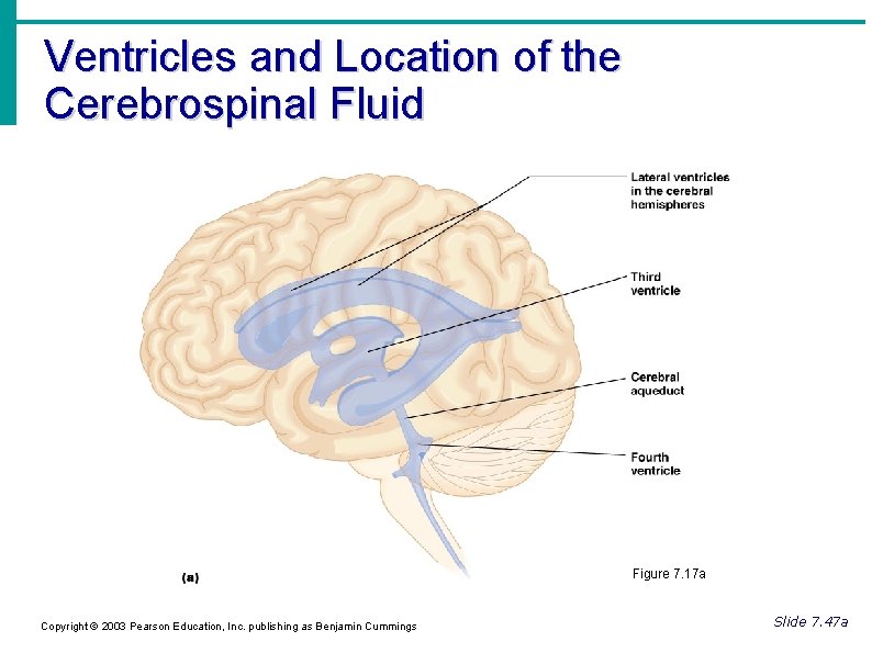 Ventricles and Location of the Cerebrospinal Fluid Figure 7. 17 a Copyright © 2003