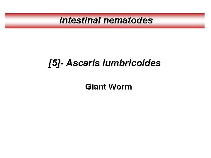 Intestinal nematodes [5]- Ascaris lumbricoides Giant Worm 