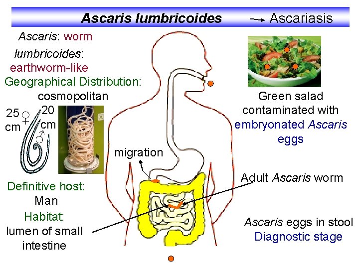 Ascaris lumbricoides Ascaris: worm lumbricoides: earthworm-like Geographical Distribution: cosmopolitan 25 ♀ 20 cm cm