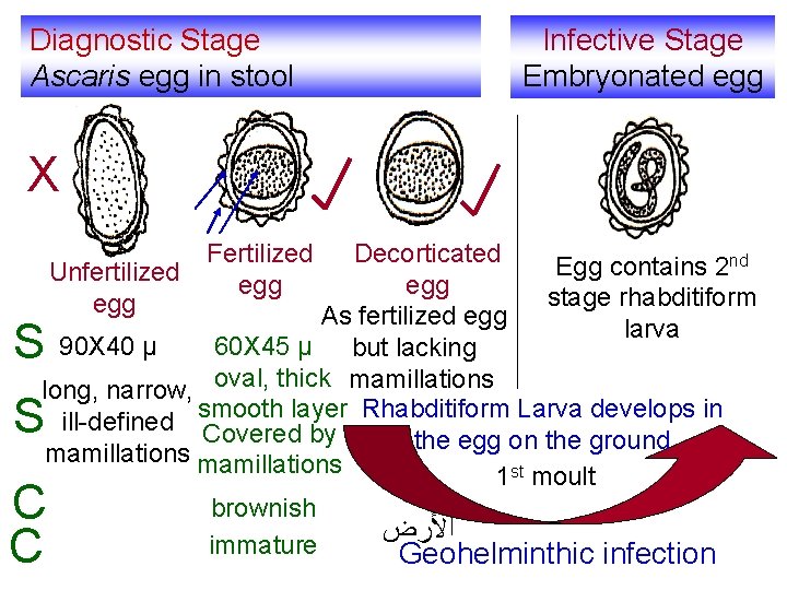 Diagnostic Stage Ascaris egg in stool Infective Stage Embryonated egg X Fertilized egg Decorticated