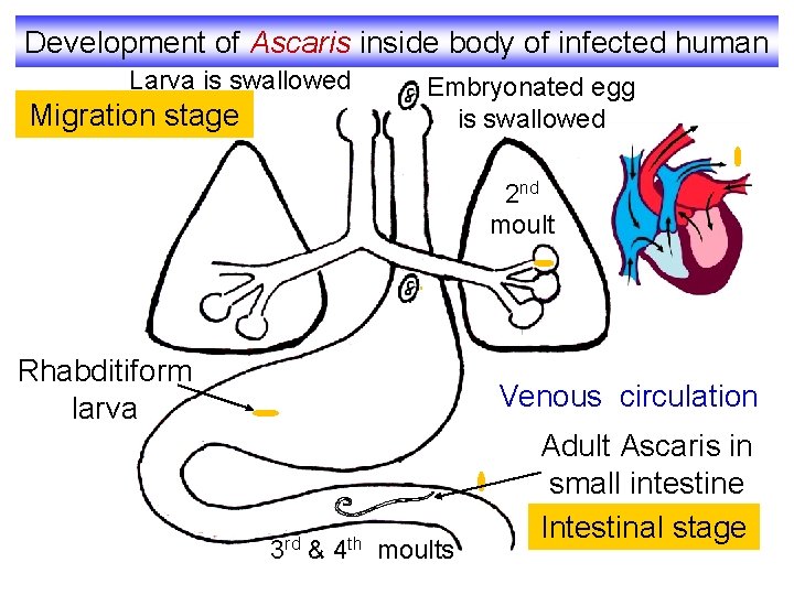 Development of Ascaris inside body of infected human Larva is swallowed Migration stage Embryonated