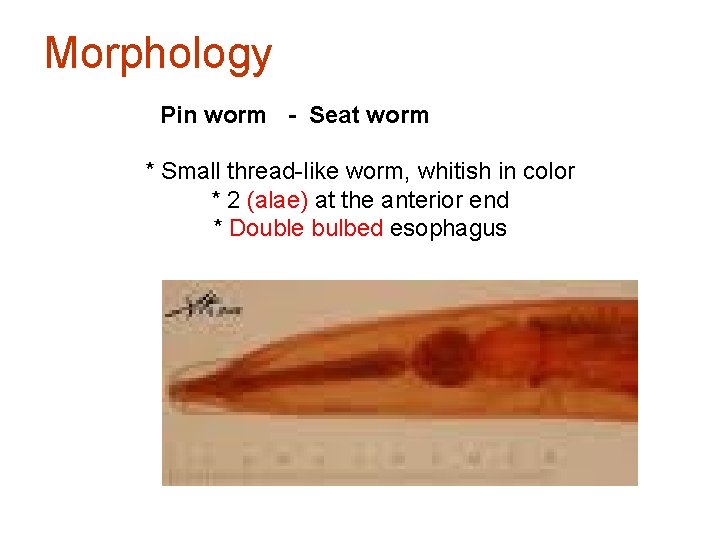 Morphology Pin worm - Seat worm * Small thread-like worm, whitish in color *