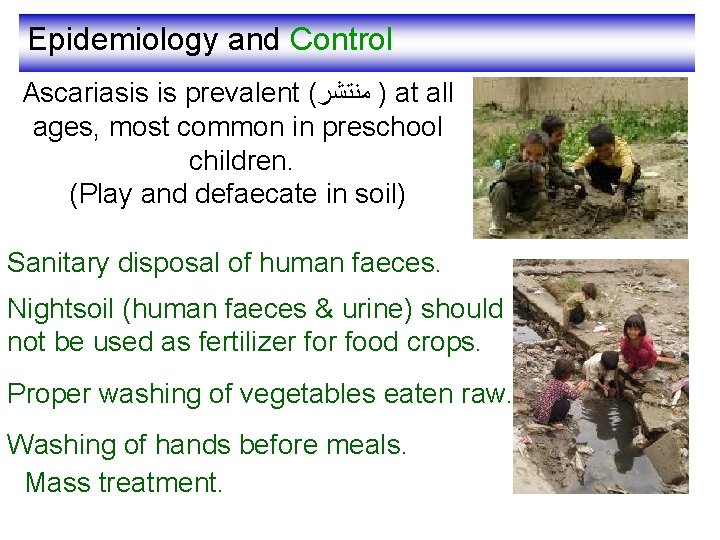 Epidemiology and Control Ascariasis is prevalent ( ) ﻣﻨﺘﺸﺮ at all ages, most common