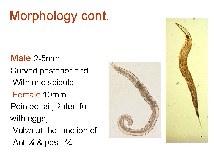 Morphology cont. Male 2 -5 mm Curved posterior end With one spicule Female 10