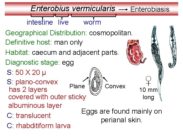 Enterobius vermicularis intestine live Enterobiasis worm Geographical Distribution: cosmopolitan. Definitive host: man only Habitat: