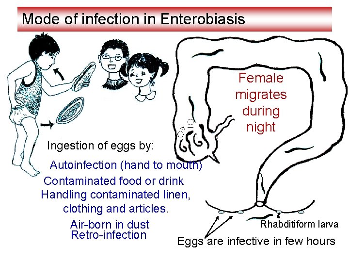 Mode of infection in Enterobiasis ♂ ♀ Female migrates during night Ingestion of eggs