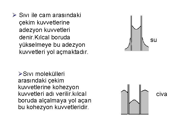 Ø Sıvı ile cam arasındaki çekim kuvvetlerine adezyon kuvvetleri denir. Kılcal boruda yükselmeye bu