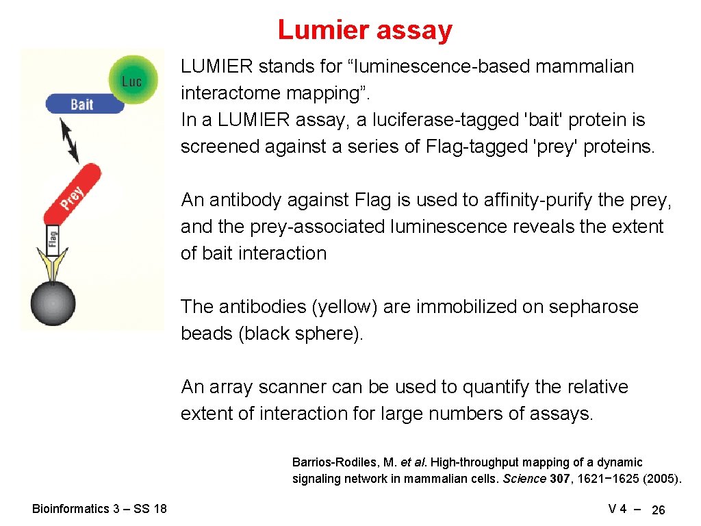 Lumier assay LUMIER stands for “luminescence-based mammalian interactome mapping”. In a LUMIER assay, a
