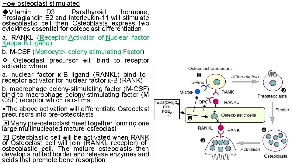 How osteoclast stimulated Vitamin D 3, Parathyroid hormone, Prostaglandin E 2 and Interleukin 11