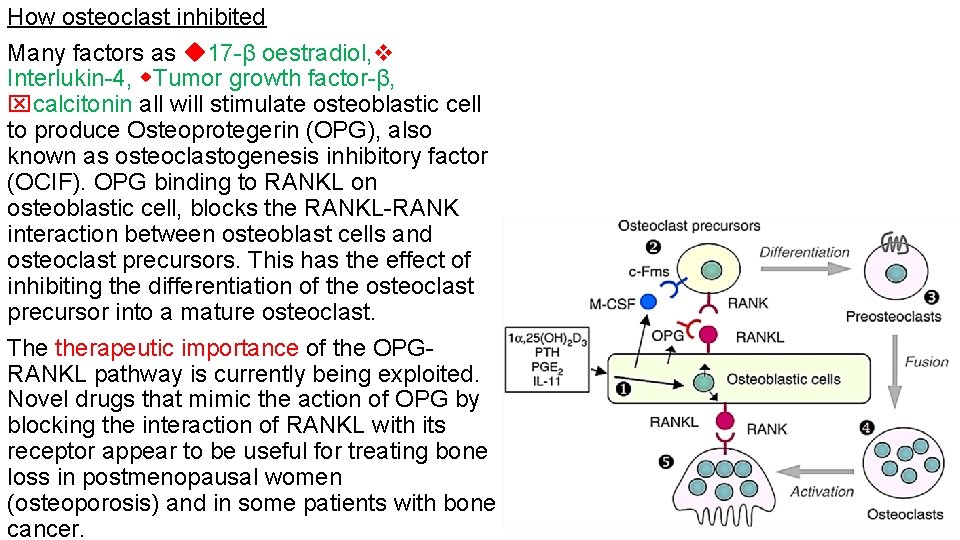 How osteoclast inhibited Many factors as 17 β oestradiol, Interlukin 4, Tumor growth factor
