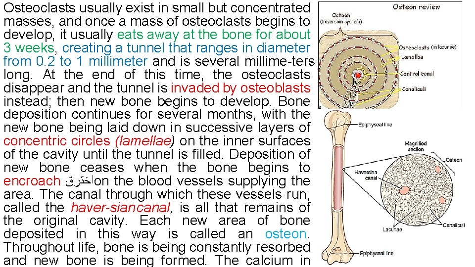 Osteoclasts usually exist in small but concentrated masses, and once a mass of osteoclasts