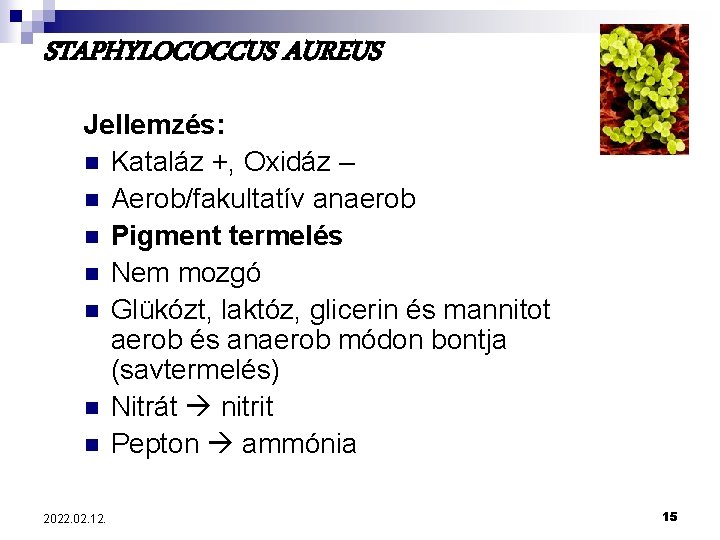 STAPHYLOCOCCUS AUREUS Jellemzés: n Kataláz +, Oxidáz – n Aerob/fakultatív anaerob n Pigment termelés