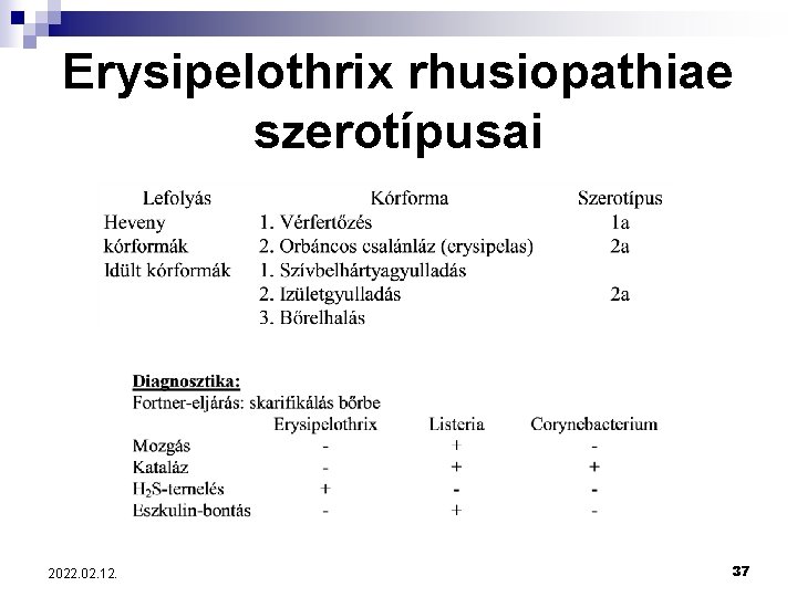 Erysipelothrix rhusiopathiae szerotípusai 2022. 02. 12. 37 