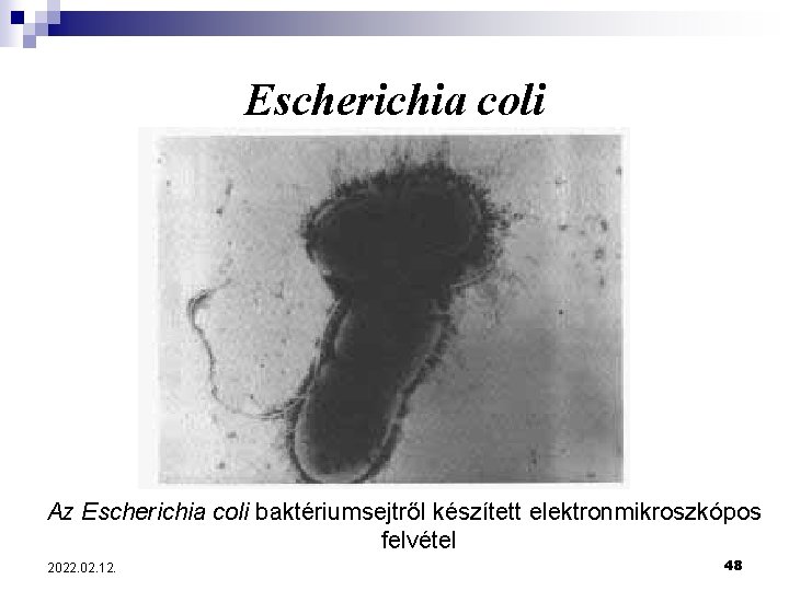 Escherichia coli Az Escherichia coli baktériumsejtről készített elektronmikroszkópos felvétel 2022. 02. 12. 48 