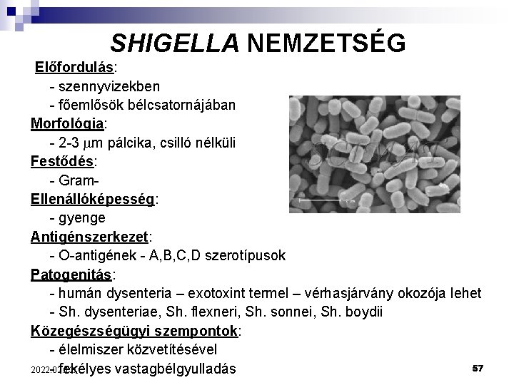 SHIGELLA NEMZETSÉG Előfordulás: - szennyvizekben - főemlősök bélcsatornájában Morfológia: - 2 -3 m pálcika,