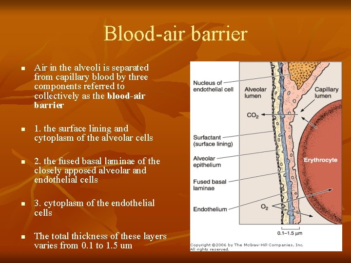 Blood-air barrier n n n Air in the alveoli is separated from capillary blood