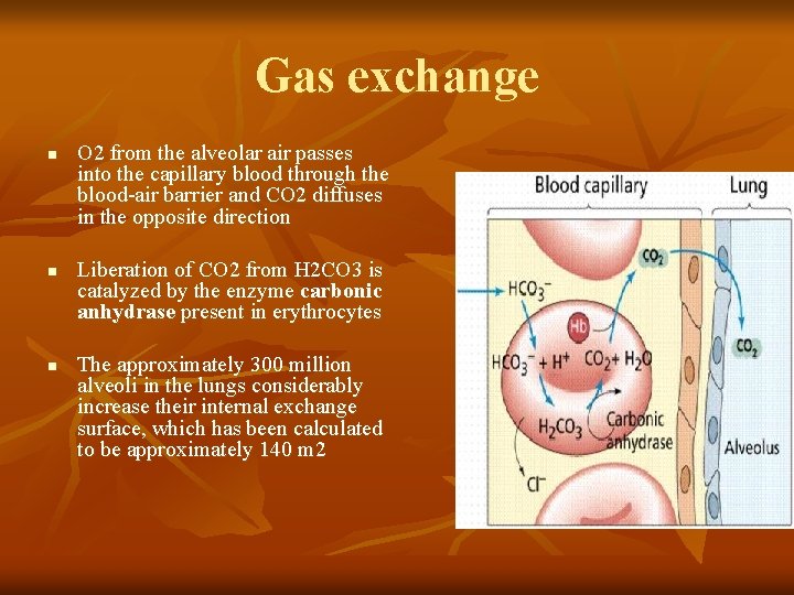 Gas exchange n n n O 2 from the alveolar air passes into the