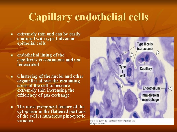 Capillary endothelial cells n n extremely thin and can be easily confused with type